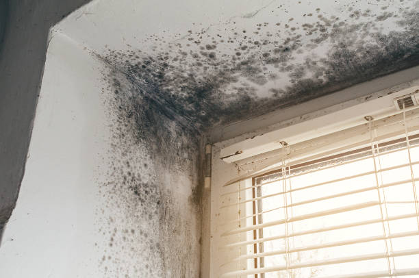 Affordable Black Mold Remediation solutions in Ramsey, MN