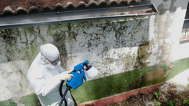 Top rated local Black Mold Remediation specialists in Ramsey, MN